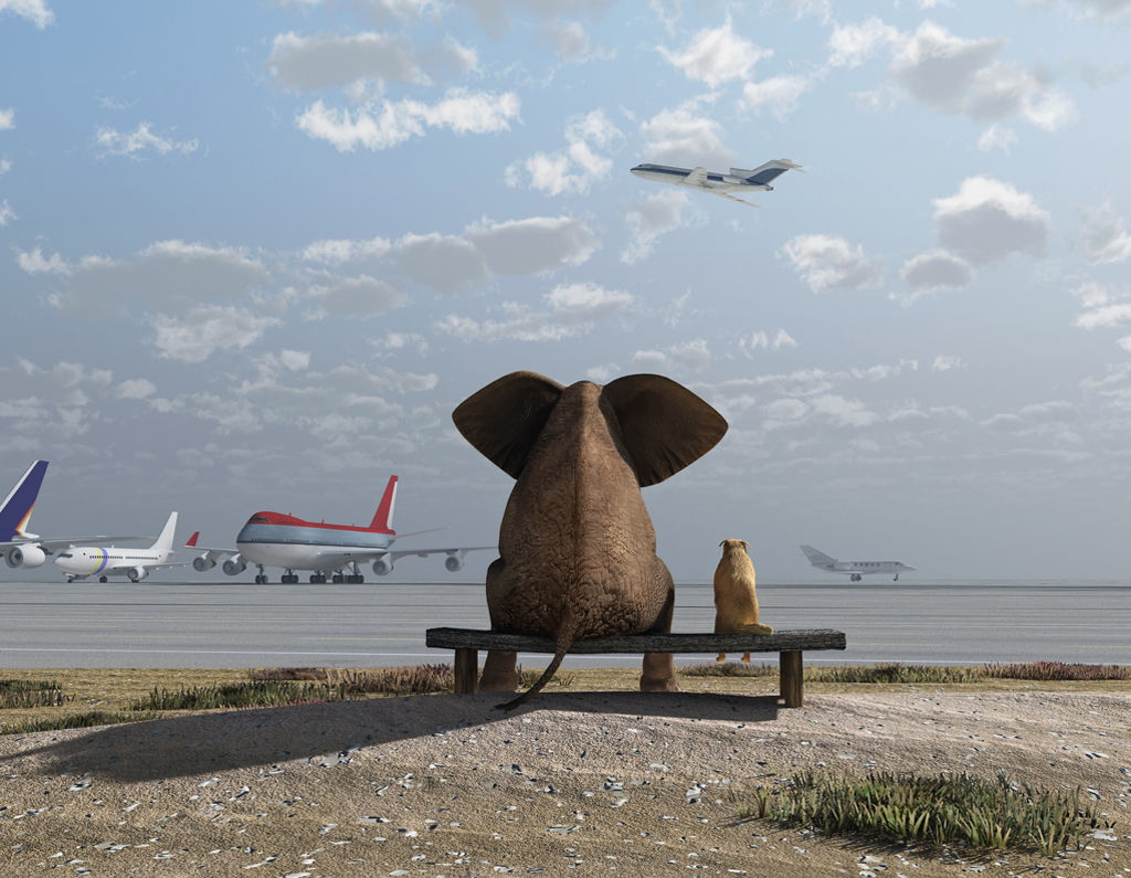 elephant and dog sitting at the airport